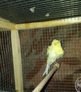 آگهی مشابه فروش قناری ماده فر در گروه پرنده های زینتی در یکمیوه