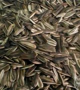 آگهی مشابه فروش تخمه بیجار بوجاری شده در گروه انواع خشکبار در یکمیوه