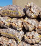 آگهی مشابه فروش سیب زمینی بامبا خوش رنگ و دست شده در گروه سیب زمینی در یکمیوه