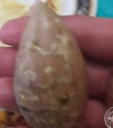 فروش هسته آووکادو در تهران در گروه خرید فروش عمده میوه استوایی - پاپایا قرمز منگوستین گواوا بلوبری در یکمیوه