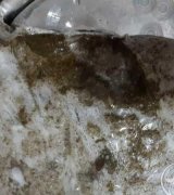 آگهی مشابه سبزی خور شتی در گروه انواع سبزی ها در یکمیوه