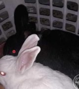 آگهی مشابه فروش دو عدد خرگوش نر و ماده سیاه و سفید در گروه حیوانات خانگی در یکمیوه