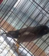 آگهی مشابه فروش مرغ مینا سخنگوو در گروه انواع پرنده در یکمیوه