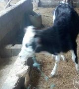 آگهی مشابه فروش سه راس گوساله نرگوشتی در گروه گاو و گوسفند و میش و بز در یکمیوه