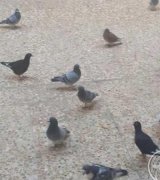 آگهی مشابه کبوتر دورگ عراقی درحدود 20 عدد در گروه انواع پرنده در یکمیوه