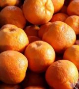 آگهی مشابه فروش نارنج.چالوس در گروه نارنج در یکمیوه