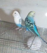 آگهی مشابه مرغ عشقهایه اسپانگل با قیمت منصف در گروه انواع پرنده در یکمیوه