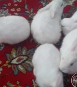 آگهی مشابه خرگوش 40 روزه با قیمت منصف در گروه حیوانات خانگی در یکمیوه