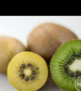 آگهی مشابه فروش نهال کیوی هایوارد و توقرمز و طلایی با کیفیت عالی در گروه کیوی در یکمیوه