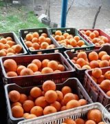 آگهی مشابه پرتغال تازه شیرین با کیفیت عالی در گروه پرتقال در یکمیوه