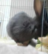 آگهی مشابه خرگوش بسیار با هوش فروش در گروه حیوانات خانگی در یکمیوه