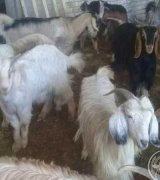 آگهی مشابه فروش 17 رأس کولار و گیسه کهره دار و آبستن در گروه گاو و گوسفند و میش و بز در یکمیوه