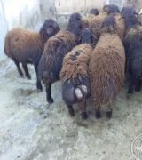 آگهی مشابه عسل کوهی دیابتی، ساکاروز زیر 2% فروش در گروه عسل و فرآورده ی مربا در یکمیوه