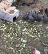 آگهی مشابه فروش مرغ شاخدار مصری در گروه مرغ و خروس و بوقلمون و اردک در یکمیوه