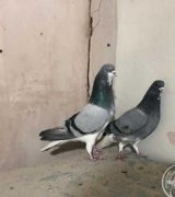 آگهی مشابه نر و ماده خرقه کیپ در گروه انواع پرنده در یکمیوه