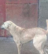 آگهی مشابه فروش خرماصادراتی در گروه خرما در یکمیوه