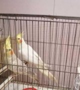 آگهی مشابه طوطی لوتینو در گروه انواع پرنده در یکمیوه