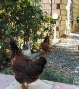 آگهی مشابه باغچه وخونه در گروه باغ و باغچه در یکمیوه