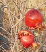 آگهی مشابه فروش باغ نجم آباد در گروه انار در یکمیوه