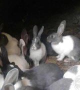 آگهی مشابه فروش خرگوش مزرعه ای در گروه حیوانات خانگی در یکمیوه