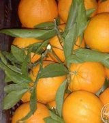 آگهی مشابه فروش عمده پرتغال در گروه پرتقال در یکمیوه