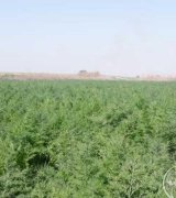 آگهی مشابه فروش شوید در گروه سبزی های برگی در یکمیوه