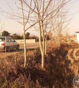 آگهی مشابه فروش خرگوش مزرعه ای در گروه حیوانات خانگی در یکمیوه