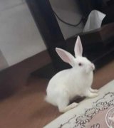آگهی مشابه فروش خرگوش ناز و سفید شیرین در گروه حیوانات خانگی در یکمیوه