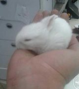 آگهی مشابه فروش خرگوش بامزه در گروه حیوانات خانگی - خرید و فروش در یکمیوه