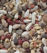 آگهی مشابه فروش گندم ارزن ذرت کتان دانه پرسی شادونه(کبوتر مرغ در گروه خوراک دام و طیور در یکمیوه