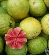 آگهی مشابه فروش و پخش انواع میوه های استوایی در گروه سایر محصولات باغبانی در یکمیوه