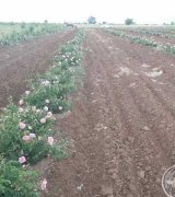 آگهی مشابه فروش نهال گل محمدی خاردار پاجوش در گروه نهال در یکمیوه