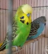 آگهی مشابه یک جفت مرغ عشق اینگلیسی با قفس مولد جوجه هم دادن در گروه انواع پرنده در یکمیوه