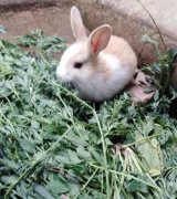 آگهی مشابه فروش خرگوش پشمالو در گروه حیوانات خانگی در یکمیوه