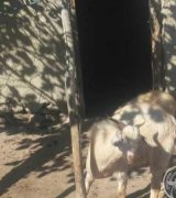 آگهی مشابه فروش کهره نر در گروه گاو و گوسفند و میش و بز در یکمیوه