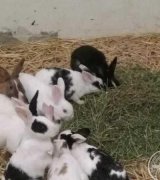 آگهی مشابه فروش خرگوش بالغ در گروه حیوانات خانگی در یکمیوه