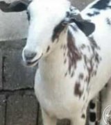 آگهی مشابه فروش کهـره جوان داشت در گروه گاو و گوسفند و میش و بز در یکمیوه