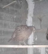 آگهی مشابه قرقاول امریکای . در گروه انواع پرنده در یکمیوه