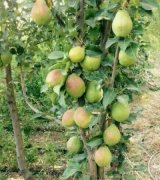 آگهی مشابه فروش گلابی در گزی در گروه گلابی در یکمیوه