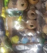 آگهی مشابه فروش مرغ عشق در گروه انواع پرنده در یکمیوه