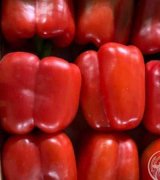 آگهی مشابه فروش فلفل دلمه ای رنگی در گروه فلفل در یکمیوه