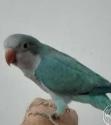 آگهی مشابه فروش طوطی در گروه انواع پرنده در یکمیوه