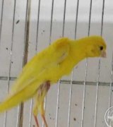 آگهی مشابه فروش قناری کاکلی در گروه انواع پرنده - زینتی عروس هما مینا طوطی مرغ عشق در یکمیوه