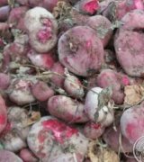 آگهی مشابه فروش لبو دامی شاهین تپه و خوراکی اصفهان در گروه چغندر لبویی در یکمیوه