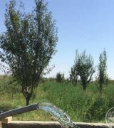 آگهی مشابه فروش باغچه و باغ ٦٥٠٠ متر در گروه باغ و باغچه در یکمیوه