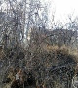 آگهی مشابه فروش باغچه دماوند در گروه باغ و باغچه در یکمیوه