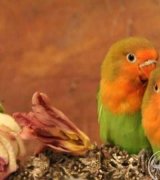 آگهی مشابه فروش دوتا طوطی برزیلی شیطون وروجک در گروه انواع پرنده در یکمیوه