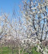 آگهی مشابه فروش باغچه الوان اردوشاهی در گروه باغ و باغچه در یکمیوه