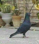 آگهی مشابه فروش جفت زاغ کلاغ در کرمان در گروه انواع پرنده - زینتی عروس هما مینا طوطی مرغ عشق در یکمیوه