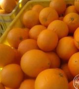 آگهی مشابه فروش پرتغال تامسون در گروه پرتقال در یکمیوه